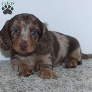 Rose, Dachshund Puppy